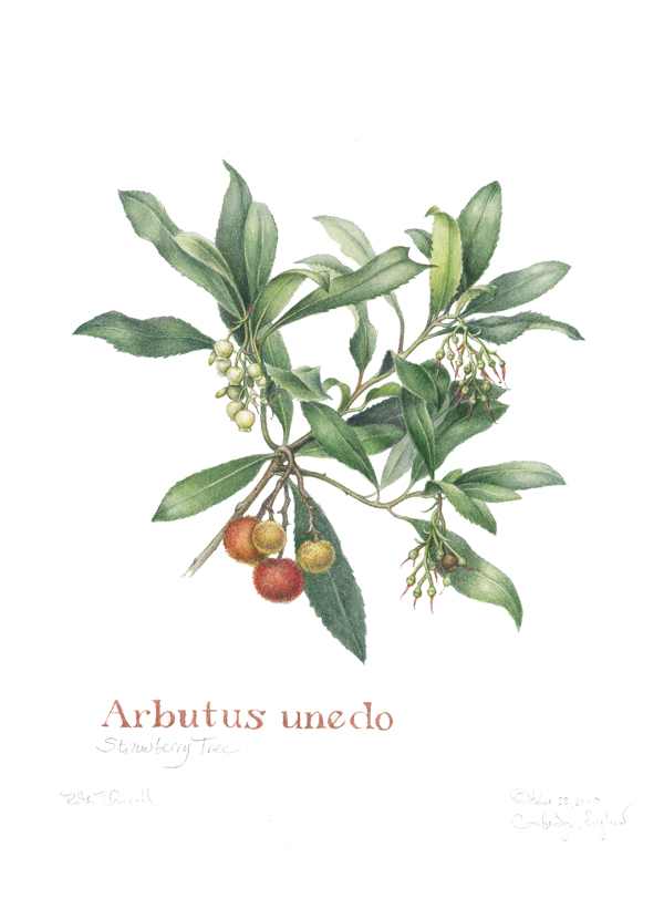 Arbutus, a botanical watercolor by Ruth Councell